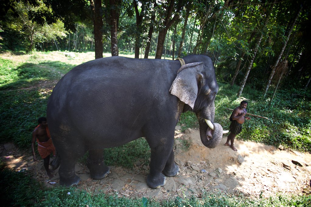 Elephant story 19